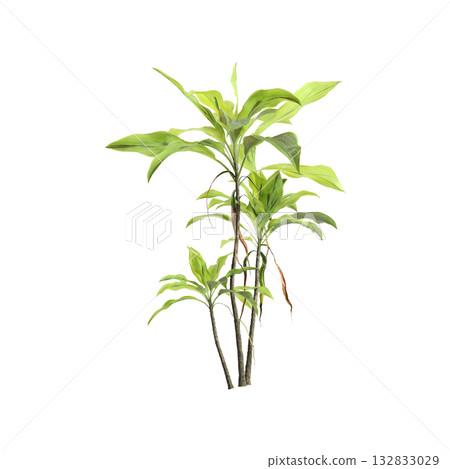 Cordyline fruticosa plants 3d illustration on transparent background Cordyline fruticosa plants 3d illustration on transparent background 132833029