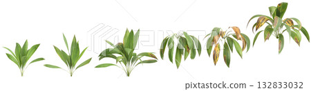 Multiple Curculigo orchioides plants 3d illustration on black background 132833032