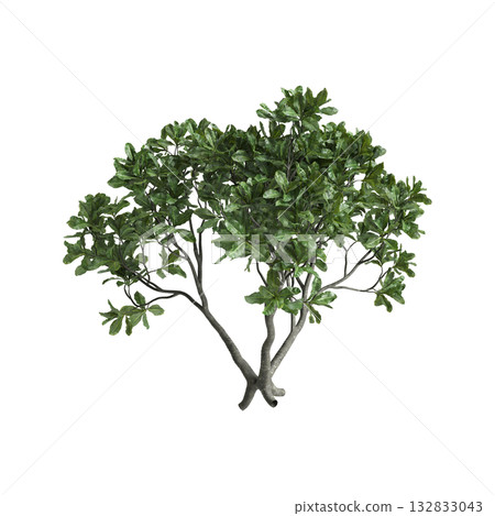 Barringtonia asiatica trees 3d illustration on transparent background Barringtonia asiatica trees 3d illustration on transparent background 132833043