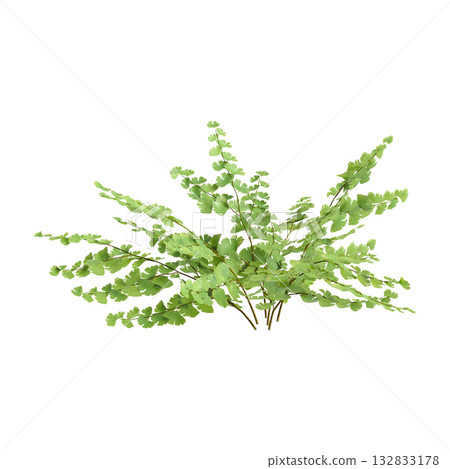 Adiantum capillus veneris plants 3d illustration on transparent background Adiantum capillus veneris plants 3d illustration on transparent background 132833178