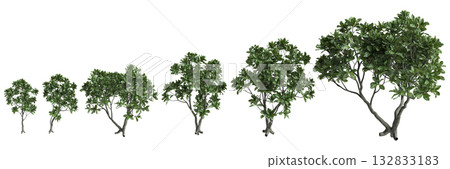 Multiple Barringtonia asiatica trees 3d illustration on transparent background 132833183