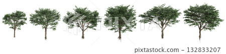 Multiple Ficus microcarpa trees 3d illustration on transparent background 132833207