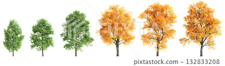 Multiple Liriodendron tulipifera trees 3d illustration on transparent background 132833208
