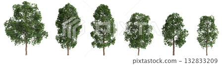 Multiple Cinnamomum porrectum trees 3d illustration on transparent background 132833209