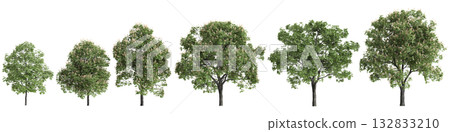 Multiple Aesculus hippocastanum trees 3d illustration on transparent background Multiple Aesculus hippocastanum trees 3d illustration on transparent background 132833210