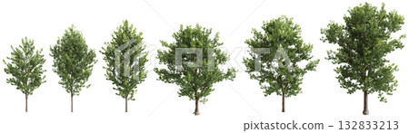 3D illustration of a pack of multiple Populus x canadensis plants on a transparent background 3D illustration of a pack of multiple Populus x canadensis plants on a transparent background 132833213