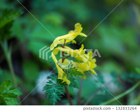 Landscape with Corydalis Landscape with Corydalis 132833264