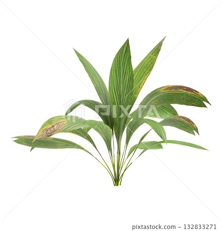 Curculigo orchioides plants 3d illustration on transparent background 132833271