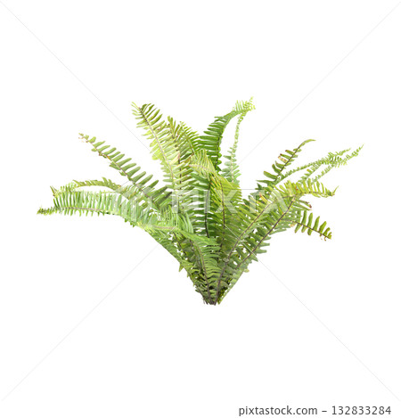 Nephrolepis exaltata plants 3d illustration on transparent background Nephrolepis exaltata plants 3d illustration on transparent background 132833284