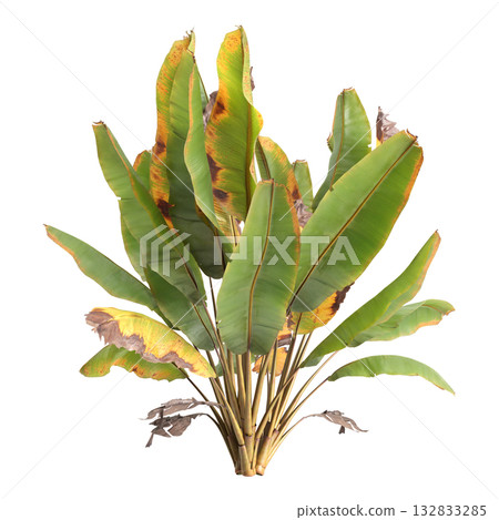 Ensete ventricosum Maurelii plants 3d illustration on transparent background 132833285