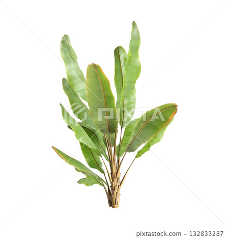 Ensete ventricosum Maurelii plants 3d illustration on transparent background 132833287