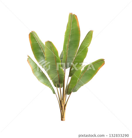Ensete ventricosum Maurelii plants 3d illustration on transparent background Ensete ventricosum Maurelii plants 3d illustration on transparent background 132833290