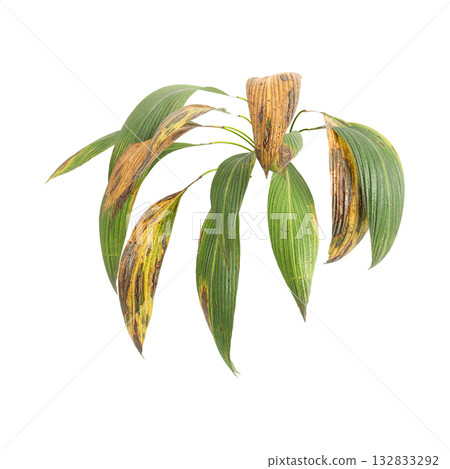 Curculigo orchioides plants 3d illustration on transparent background Curculigo orchioides plants 3d illustration on transparent background 132833292