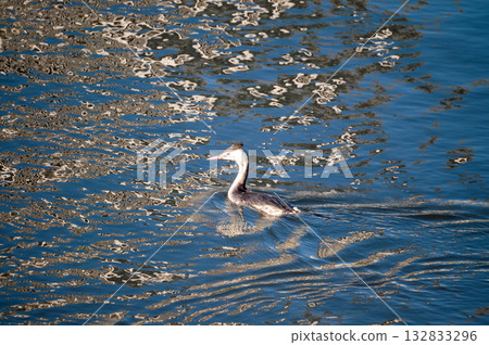 Shinano River, Yasuragi Embankment, Crowned Sea Bream 132833296