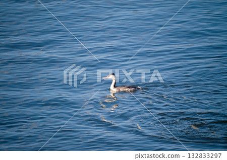 Shinano River, Yasuragi Embankment, Crowned Sea Bream 132833297