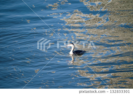 Shinano River, Yasuragi Embankment, Crowned Sea Bream 132833301