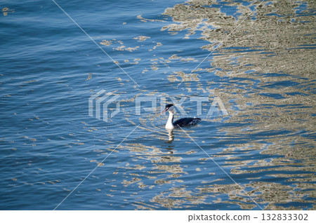 Shinano River, Yasuragi Embankment, Crowned Sea Bream 132833302