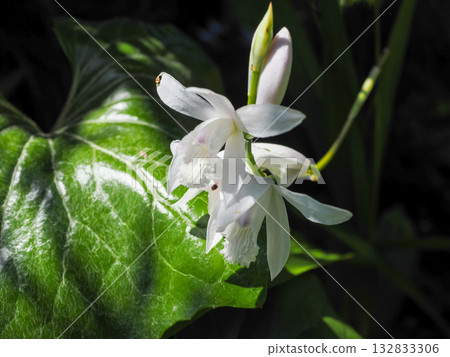 Landscape with splendid ash 132833306