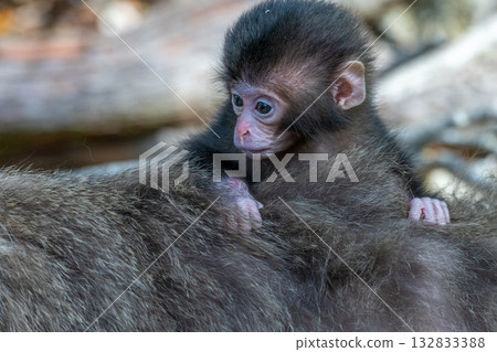 Yakuza baby monkey holds on tightly World Natural Heritage Yakushima (Spring) Yakuza baby monkey holds on tightly World Natural Heritage Yakushima (Spring) 132833388