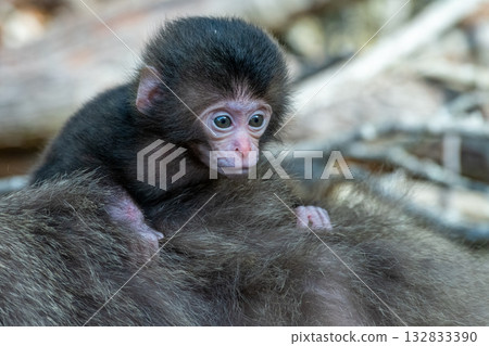 Yakuza baby monkey holds on tightly World Natural Heritage Yakushima (Spring) 132833390