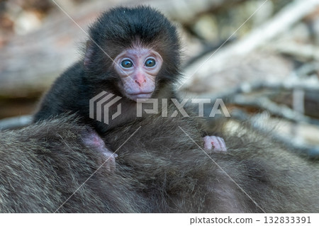 Yakuza baby monkey holds on tightly World Natural Heritage Yakushima (Spring) 132833391