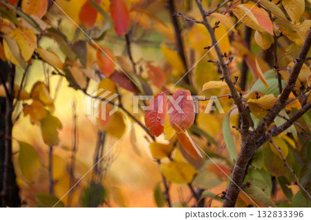 Autumn leaves of cherry blossoms on the Shinano River and Yasuragi Embankment Autumn leaves of cherry blossoms on the Shinano River and Yasuragi Embankment 132833396