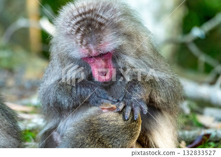 黑幫猴子梳理 世界自然遺產屋久島（春季） 132833527