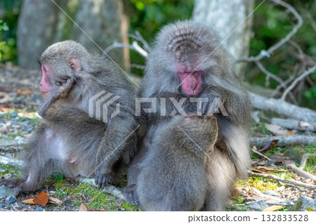 黑幫猴子梳理 世界自然遺產屋久島（春季） 132833528