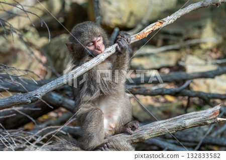 黑幫猴子啃咬屋久島世界自然遺產地（春季） 132833582