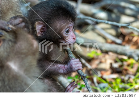 世界遺產屋久島上可愛的黑道猴寶寶（春季） 132833697
