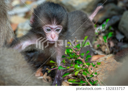 Cute baby Yakuza monkeys on Yakushima Island, a World Heritage Site (Spring) Cute baby Yakuza monkeys on Yakushima Island, a World Heritage Site (Spring) 132833717