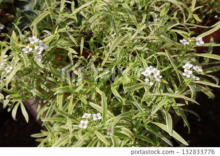 Perennial variegated alyssum Perennial variegated alyssum 132833776