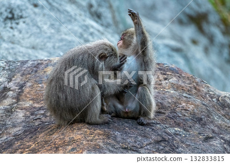 Yakuza monkey grooming World Natural Heritage Yakushima (Spring) 132833815