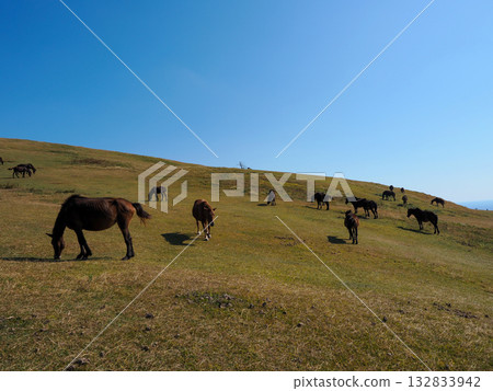 Cape Toi and wild horses 132833942