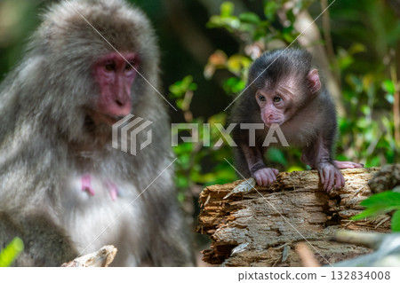 世界遺產屋久島上可愛的黑道猴寶寶（春季） 132834008