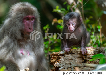 Cute baby Yakuza monkeys on Yakushima Island, a World Heritage Site (Spring) 132834009