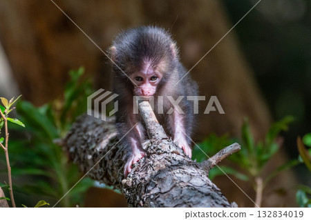 Cute baby Yakuza monkeys on Yakushima Island, a World Heritage Site (Spring) 132834019