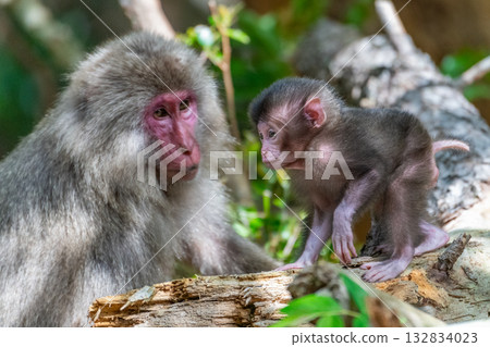 Cute baby Yakuza monkeys on Yakushima Island, a World Heritage Site (Spring) Cute baby Yakuza monkeys on Yakushima Island, a World Heritage Site (Spring) 132834023
