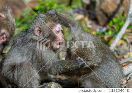 Yakuza monkeys playing on Yakushima Island, a World Heritage Site (Spring) Yakuza monkeys playing on Yakushima Island, a World Heritage Site (Spring) 132834048