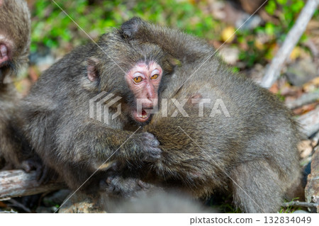 在屋久島（世界遺產）上玩耍的黑幫猴子（春季） 132834049