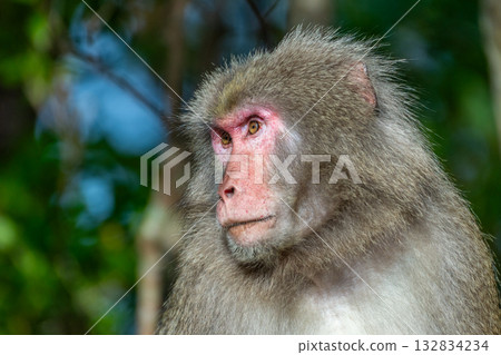 Yakuza monkeys relaxing on Yakushima Island, a World Natural Heritage Site (Spring) Yakuza monkeys relaxing on Yakushima Island, a World Natural Heritage Site (Spring) 132834234
