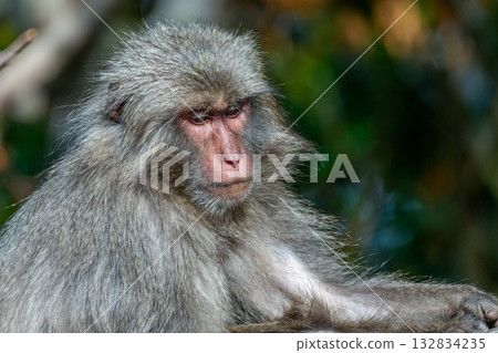 Yakuza monkeys relaxing on Yakushima Island, a World Natural Heritage Site (Spring) Yakuza monkeys relaxing on Yakushima Island, a World Natural Heritage Site (Spring) 132834235