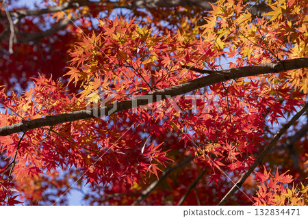 Autumn leaves of maple 132834471