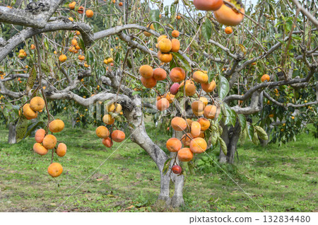 柿子樹園 132834480