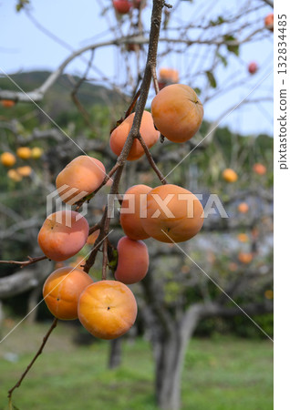 Persimmon tree orchard 132834485