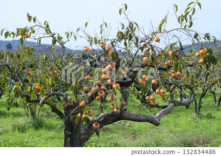 柿子樹園 132834486