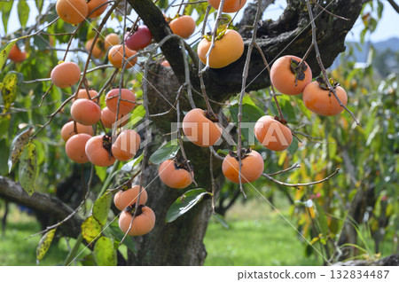 Persimmon tree orchard 132834487