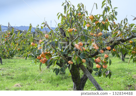 Persimmon tree orchard 132834488