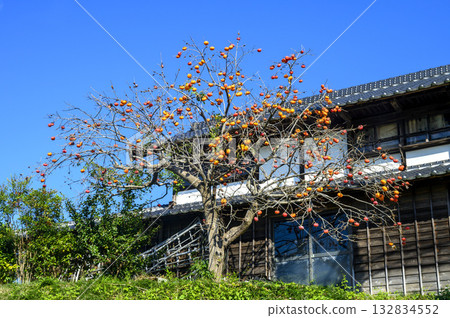 Landscape with oak tree 132834552