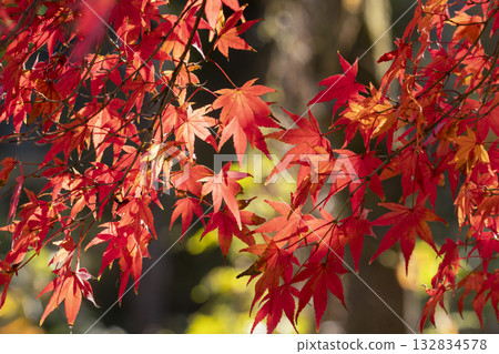 秋天的楓葉 132834578